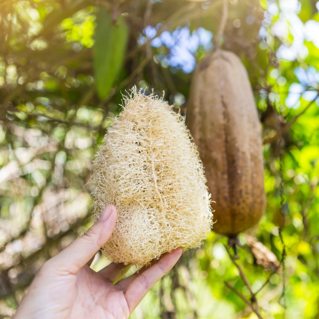 Die Luffa-Gurke im natürlichen und getrockneten Zustand, bevor diese zu Luffa-Scheiben geschnitten wird.