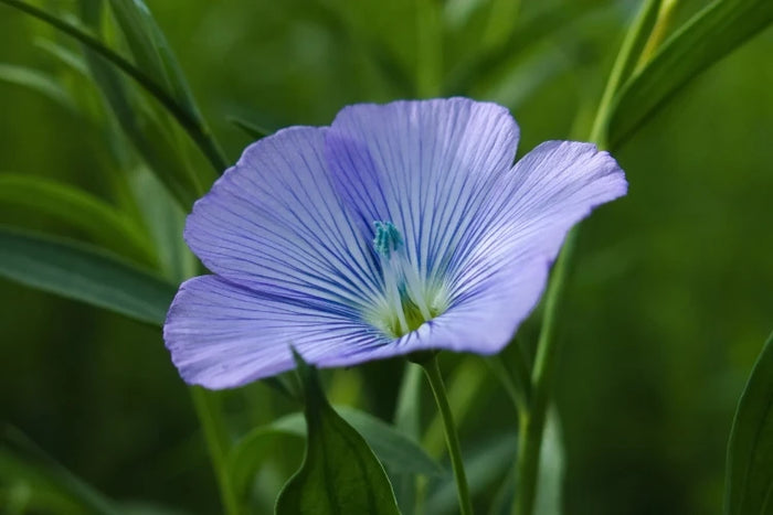 Leinsamenblüte – Quelle natürlicher Omega-Fettsäuren in der Haarseife von ASK Natural. Stärkt die Haarstruktur und sorgt für Geschmeidigkeit.