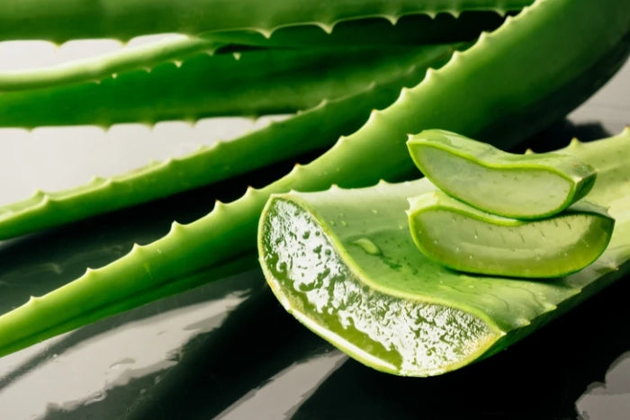 Aloe Vera – feuchtigkeitsspendender Inhaltsstoff der Aloeveraseife von ASK Natural. Pflegt sanft und unterstützt die Regeneration der Haut.