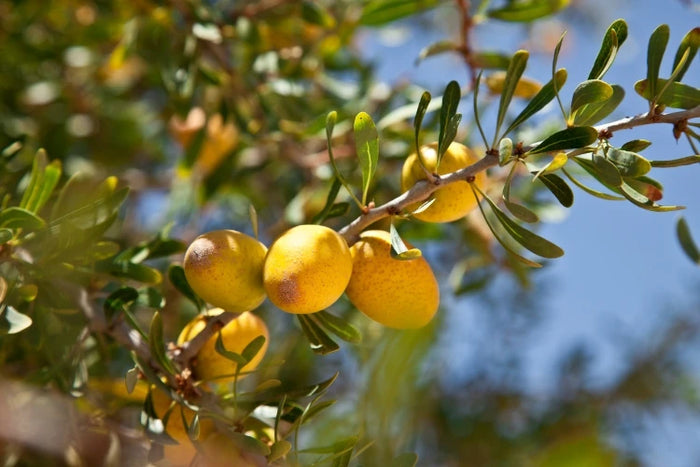 Arganöl – hochwertiger Inhaltsstoff der Arganölseife von ASK Natural. Reich an Antioxidantien, regeneriert und stärkt die Haut.