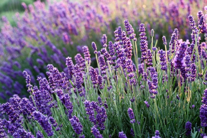 Lavendel – ätherisches Öl in den Naturseifen von ASK Natural Lavendelseife. Wirkt beruhigend, entspannend und ausgleichend auf Haut und Sinne.