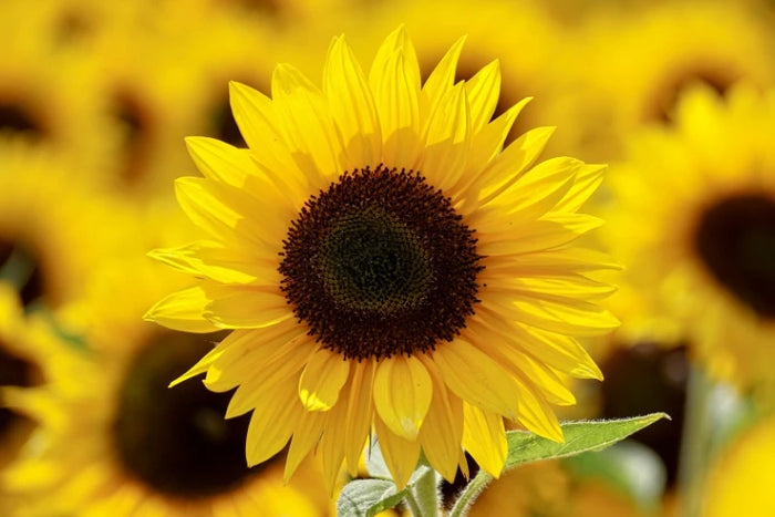 Sonnenblumenöl – natürlicher Bestandteil der ASK Natural Seifen. Stärkt die Hautbarriere und pflegt intensiv.