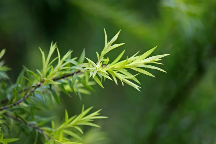 Teebaumöl – natürlicher Wirkstoff der ASK Natural Teebaumölseife. Reinigt sanft, wirkt antibakteriell und sorgt für ein klares Hautgefühl.