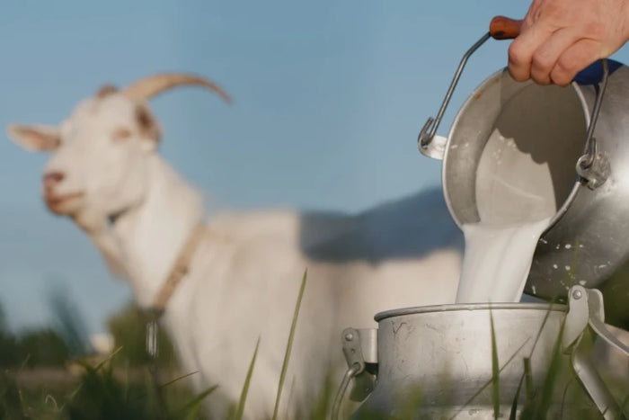 Ziegenmilch – natürlicher Inhaltsstoff der ASK Natural Ziegenmilchseifen. Pflegt sanft, spendet Feuchtigkeit und unterstützt eine geschmeidige Haut.