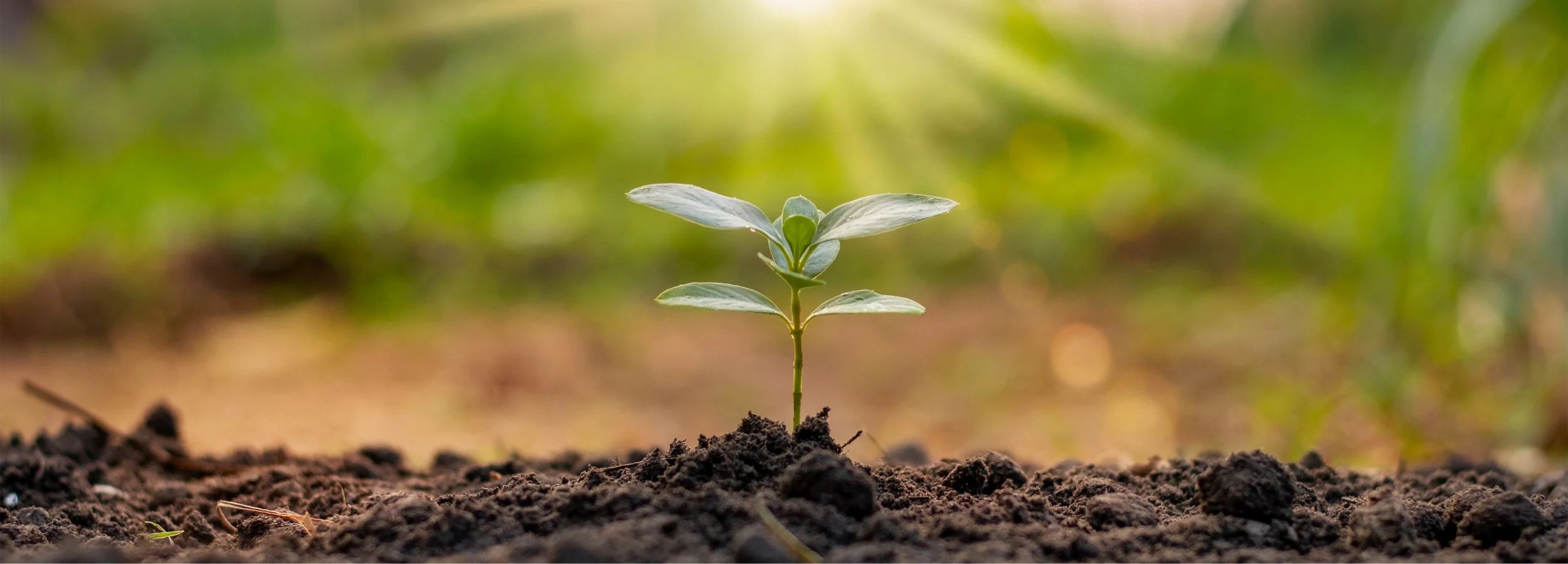 Über ASK Natural - unsere Mission für eine bessere Umwelt.