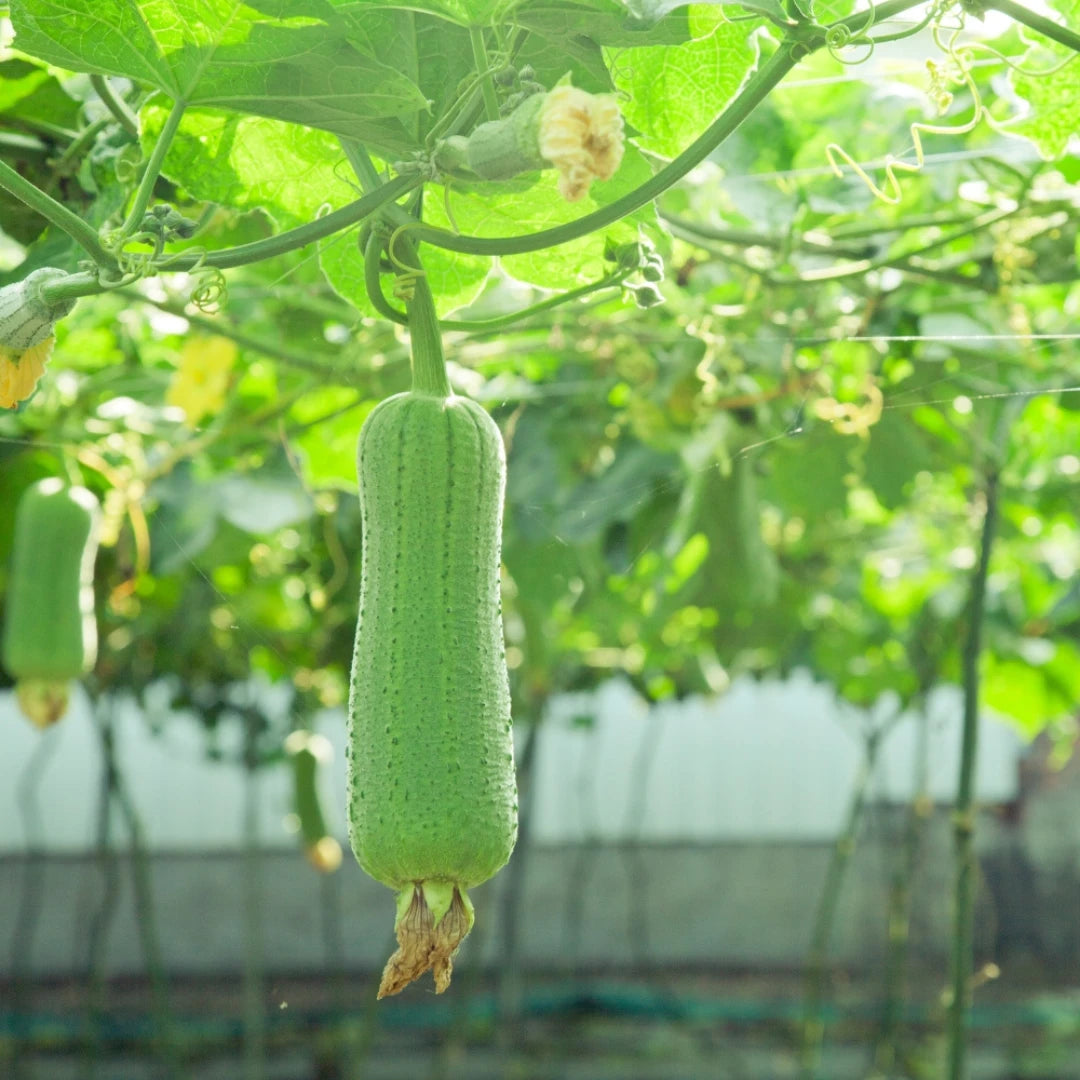 Die Luffa-Gurke im natürlichem und frischem Zustand.