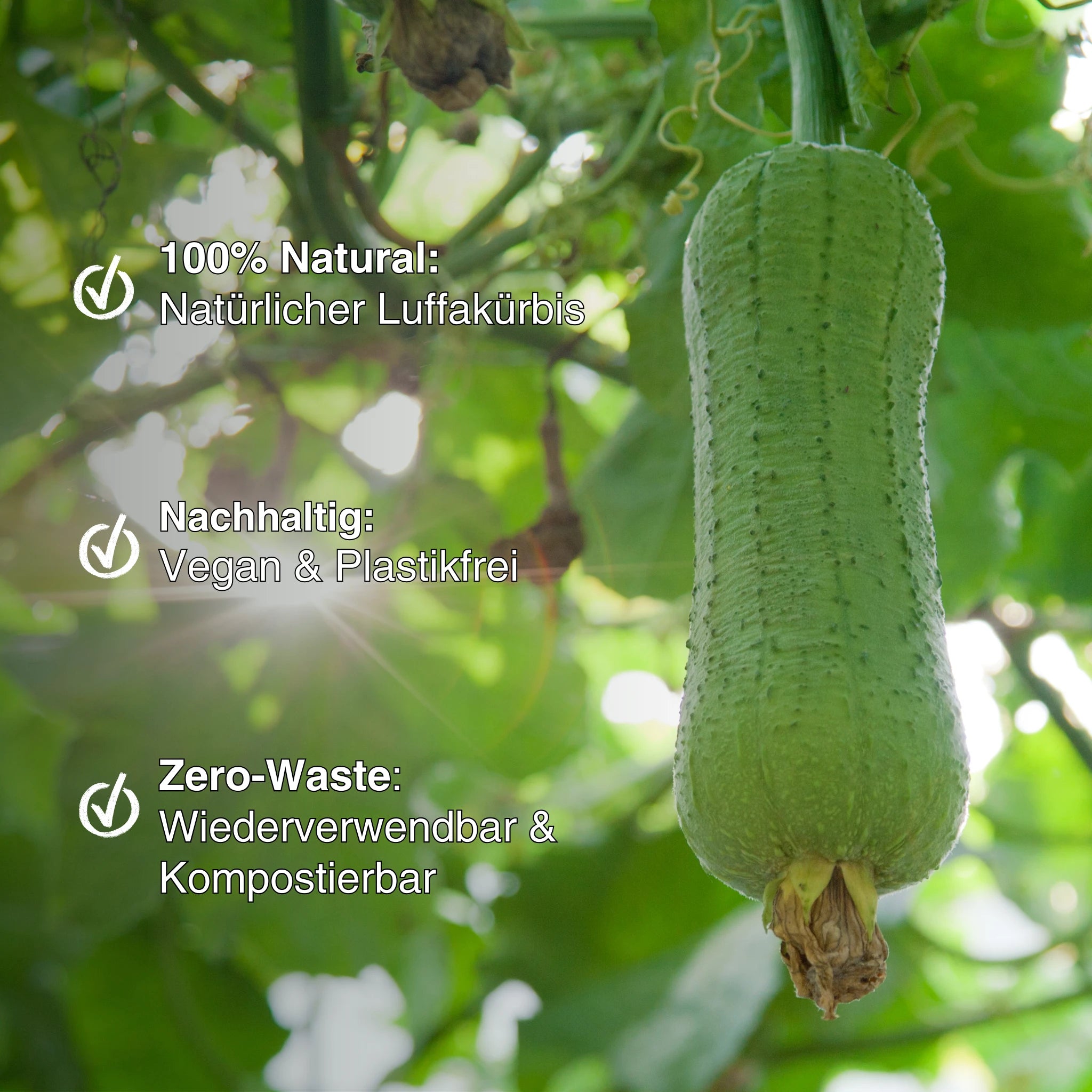 Luffa-Scheibe - ASK Natural